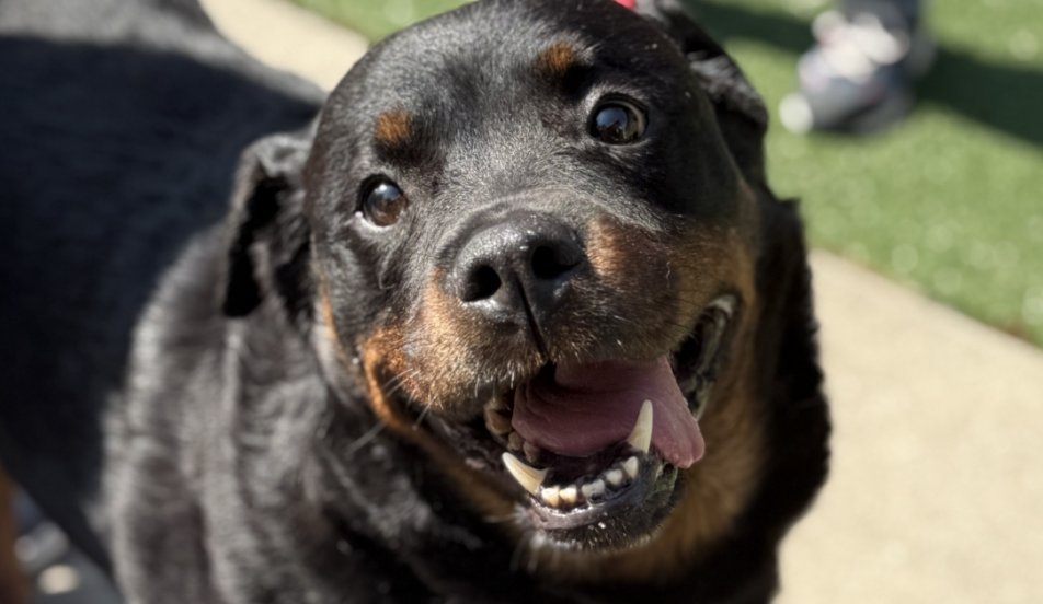 January 2026 Renewal